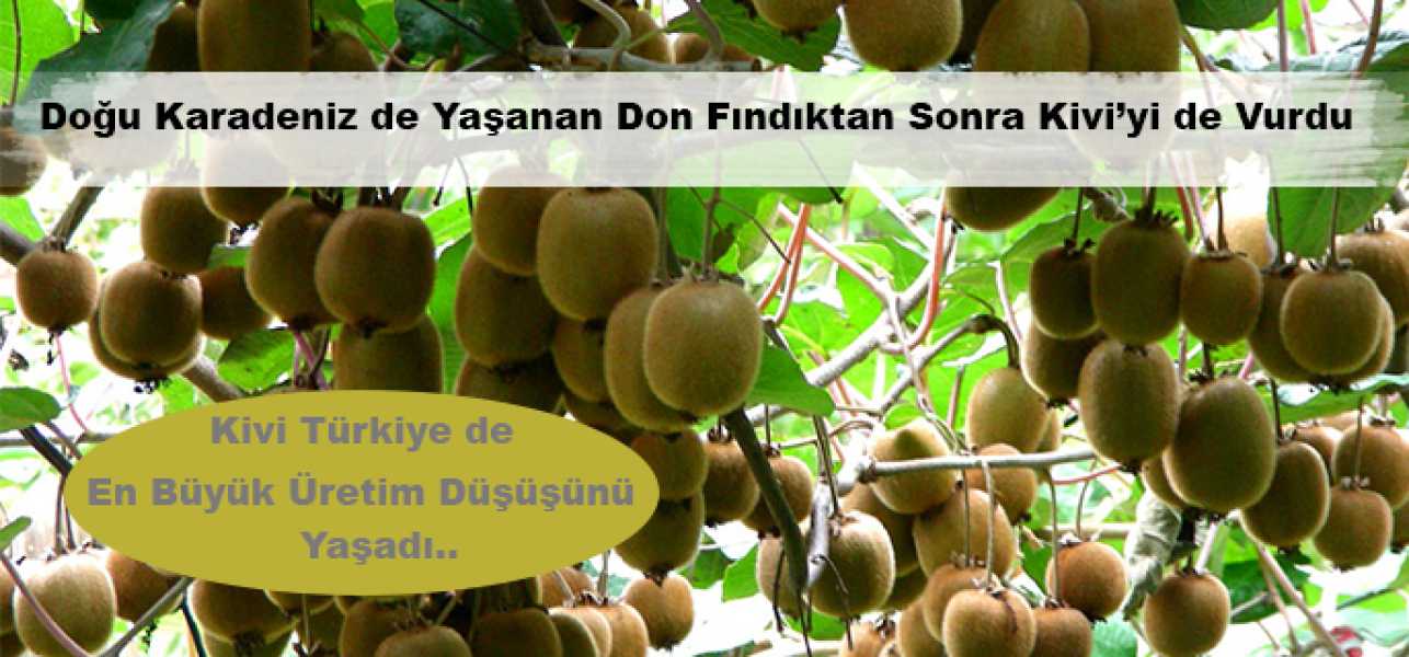 Doğu Karadeniz de Yaşanan Don Fındıktan Sonra Kiviyi de Vurdu