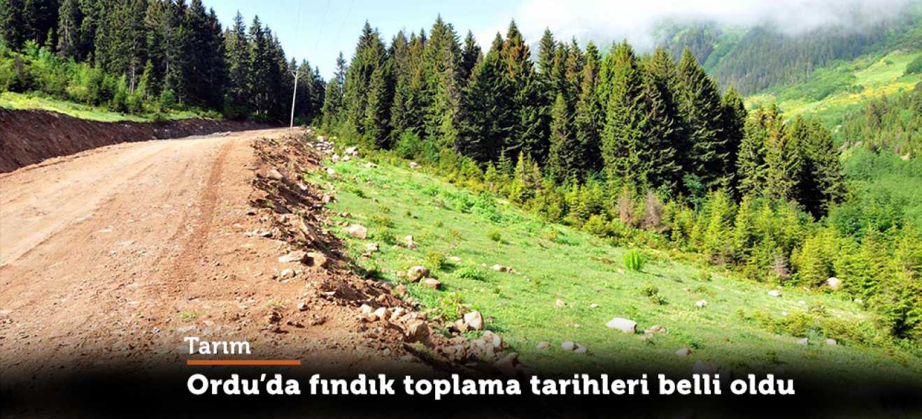 Ordu'da fındık toplama tarihleri belli oldu