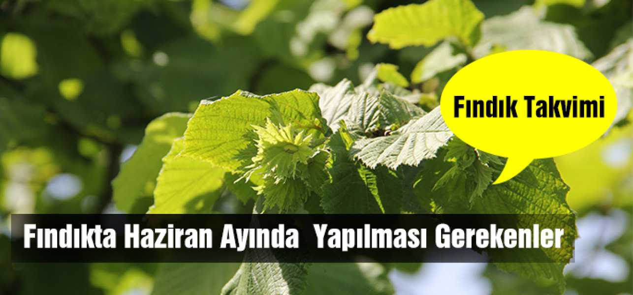 FINDIKTA HAZİRAN AYINDA YAPILMASI GEREKENLER..