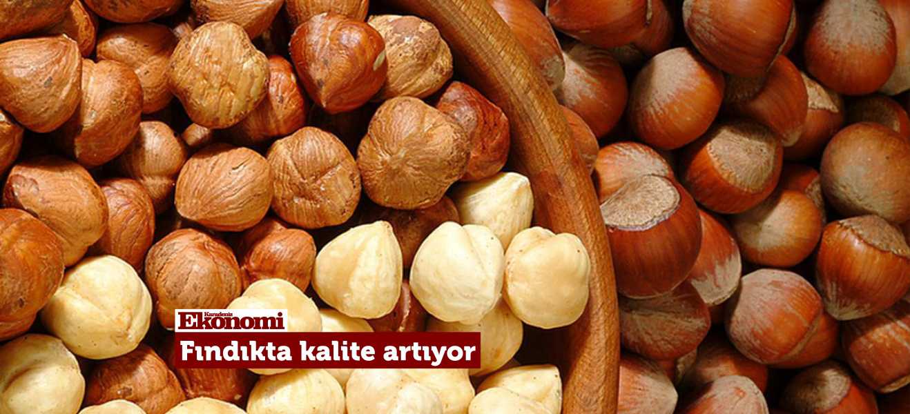 Fındıkta kalite artıyor